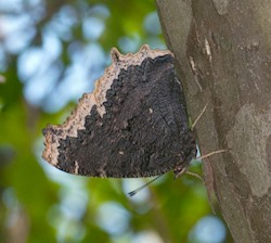 Mourning Cloak 